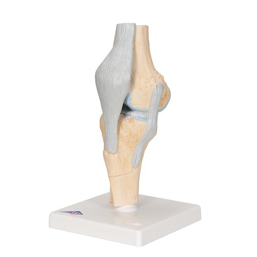 Sectional Human Knee Joint Model, 3 part, 1000180 [A89], Joint Models