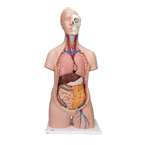 Standard Torso Modell, geschlechtsneutral, 12-teilig, 1000186 [B09], Torsomodelle