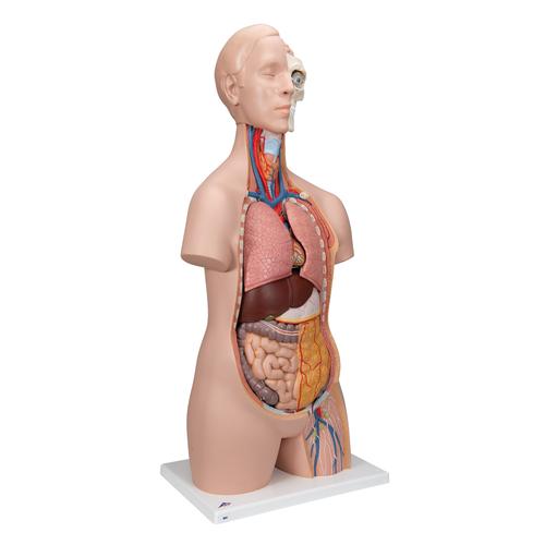 Classic Unisex Human Torso Model, 12 part, 1000186 [B09], Human Torso Models