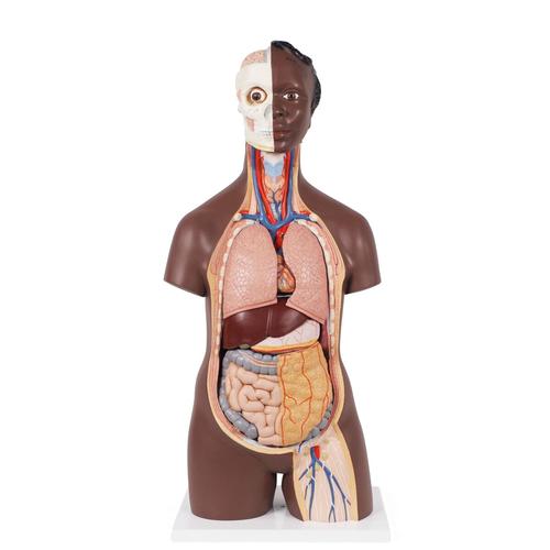 Classic Unisex Human Torso Model, 12 part, dark skin, 1024375 [B09D], Human Torso Models