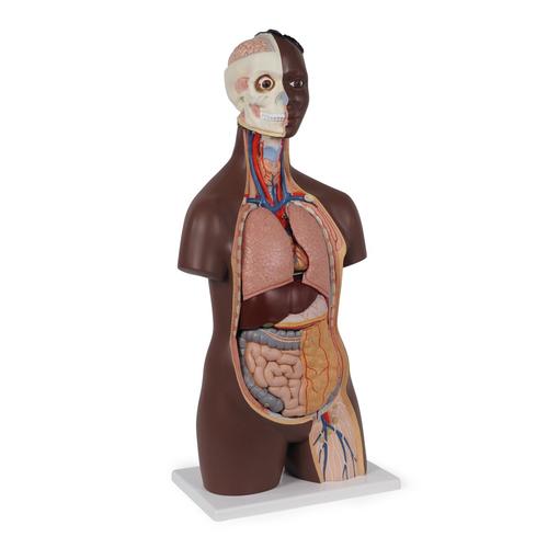 Модель торса человека, бесполая, 12 частей, темным цветом кожи - 3B Smart Anatomy, 1024375 [B09D], Модели торса человека