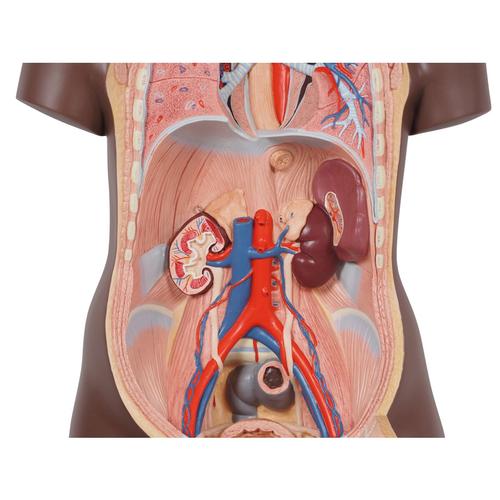 Torso classic, senza sesso, in 12 parti, pelle scura, 1024375 [B09D], PON Biologia e Chimica - Laboratorio