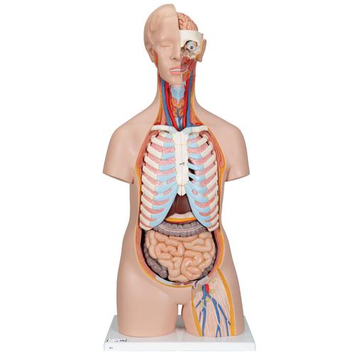 Klassik Torso Modell, geschlechtsneutral, 16-teilig, 1000188 [B11], Torsomodelle