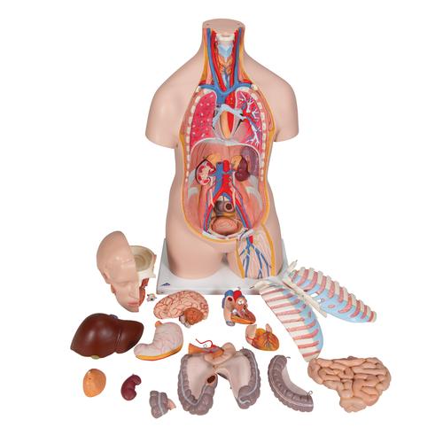 Модель торса человека, бесполая, 16 частей, 1000188 [B11], Модели торса человека