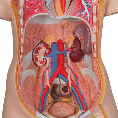 Torso clásico asexuado, 16 partes, 1000188 [B11], Modelos de Torsos Humanos