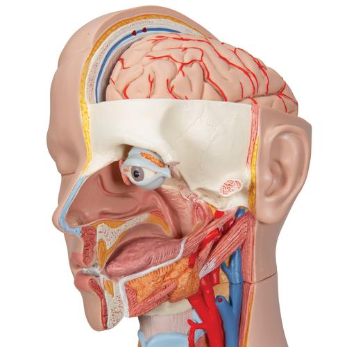 Human Torso Model | Life-Size Torso Model | Anatomical Teaching Torso |  Unisex Torso | 16-Part Torso