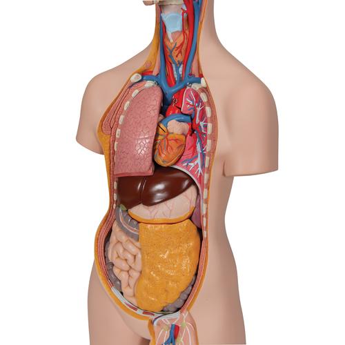 Torso clásico asexuado, 14 partes, 1000190 [B13], Modelos de Torsos Humanos