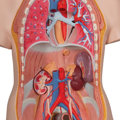 LSOAARRT 21.7 in Unisex Torso Humano Cuerpo Anatomía Modelo Anatómico  Médico Organos Internos para Enseñar Desmontable 19 Partes