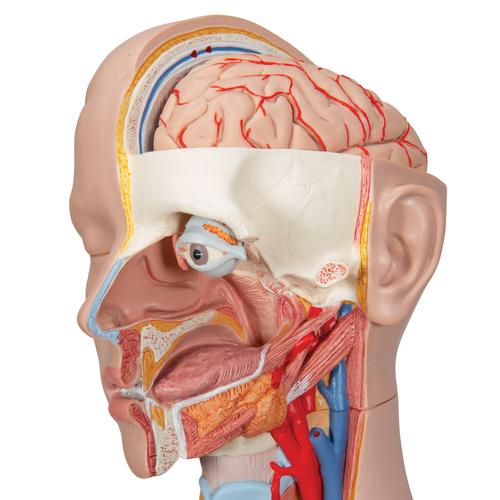 Torso clásico asexuado, 14 partes, 1000190 [B13], Modelos de Torsos Humanos