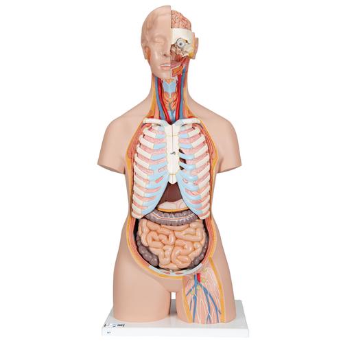 Torso clásico asexuado con espalda abierta, 21 partes, 1000192 [B17], Modelos de Torsos Humanos