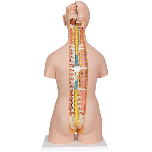 Torso clásico asexuado con espalda abierta, 21 partes, 1000192 [B17], Modelos de Torsos Humanos