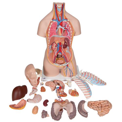 Модель торса человека, двуполая, с открытой спиной, 21 часть, 1000192 [B17], Модели торса человека