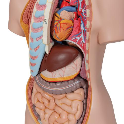 Torso clásico asexuado con espalda abierta, 21 partes, 1000192 [B17], Modelos de Torsos Humanos