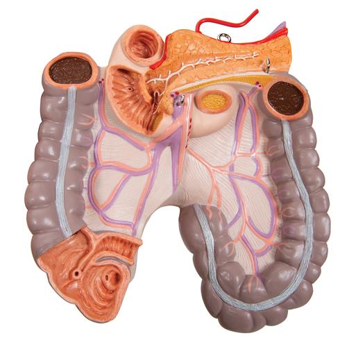 Torso clásico asexuado con espalda abierta, 21 partes, 1000192 [B17], Modelos de Torsos Humanos