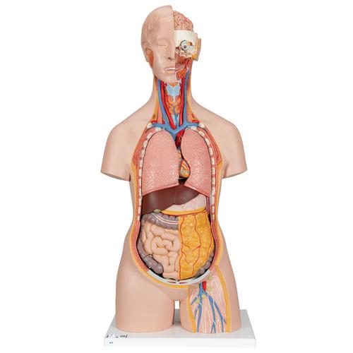 Klassik Torso Modell, geschlechtslos mit geöffnetem Rücken, 18-teilig, 1000193 [B19], Torsomodelle