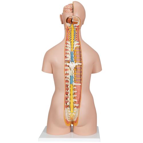 Classic Unisex Human Torso Model with Opened Neck and Back, 18 part, 1000193 [B19], Human Torso Models