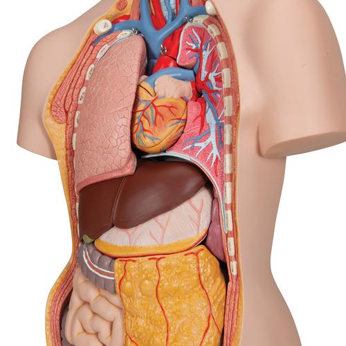 Torso clásico con espalda abierta, 18 partes, 1000193 [B19], Modelos de Torsos Humanos