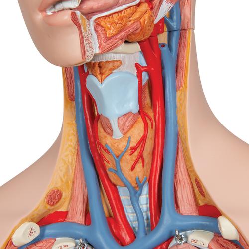 Klassik Torso Modell, geschlechtslos mit geöffnetem Rücken, 18-teilig, 1000193 [B19], Torsomodelle