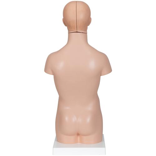 Mini Human Torso Model, 12 part, 1000195 [B22], Human Torso Models