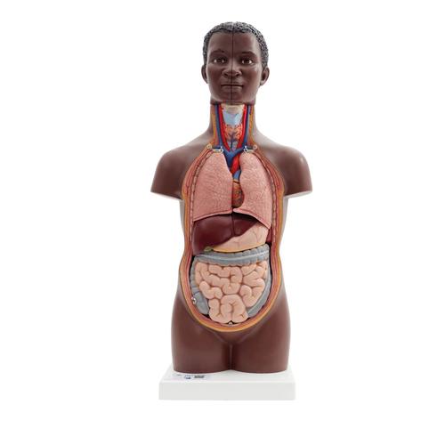 Mini Human Torso Model, 12 part, dark skin - 3B Smart Anatomy, 1024376 [B22D], Human Torso Models