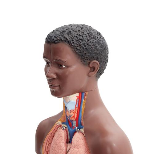 Mini torso, in 12 parti, pelle scura - 3B Smart Anatomy, 1024376 [B22D], Modelli di Torso
