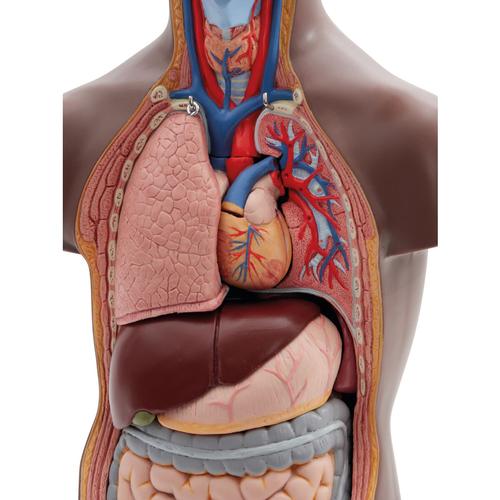 Модель торса человека, уменьшенная, 12 частей,  темным цветом кожи - 3B Smart Anatomy, 1024376 [B22D], Модели торса человека