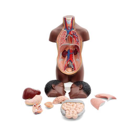 Mini Human Torso Model, 12 part, dark skin - 3B Smart Anatomy, 1024376 [B22D], Human Torso Models
