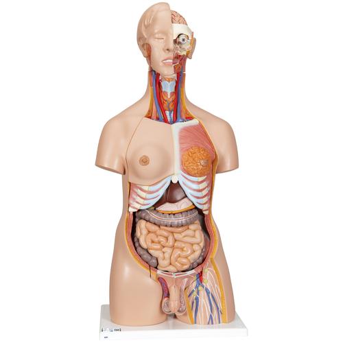 Torso bisessuato, modello di lusso, in 24 parti, 1000196 [B30], Modelli di Torso