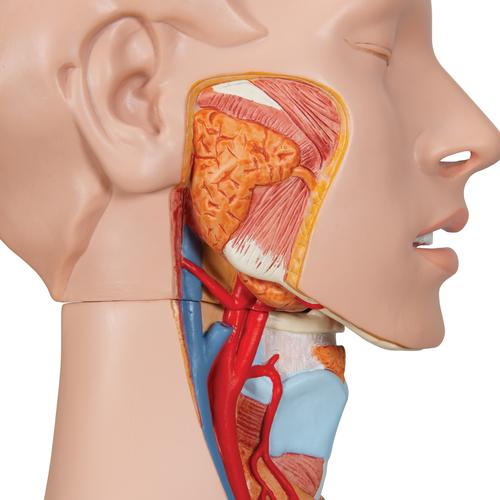 Luxus Torso Modell, mit weiblichen & männlichen Geschlechtsorganen, 24-teilig, 1000196 [B30], Torsomodelle