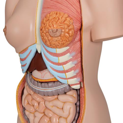 Luxus Torso Modell, mit weiblichen & männlichen Geschlechtsorganen, 24-teilig, 1000196 [B30], Torsomodelle