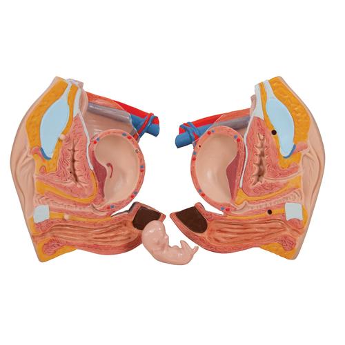 Luxus Torso Modell, mit weiblichen & männlichen Geschlechtsorganen, 24-teilig, 1000196 [B30], Torsomodelle