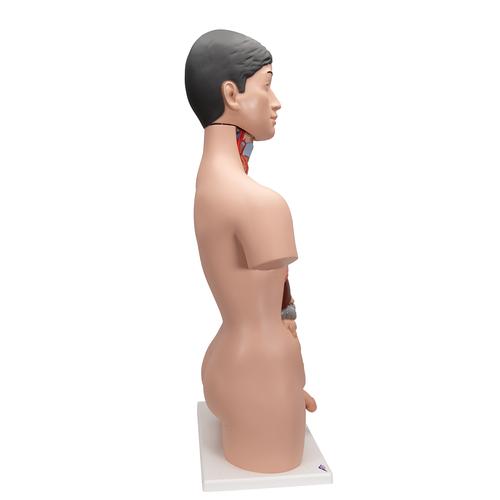 Japanisches Torso Modell, mit weiblichen & männlichen Geschlechtsorganen, 18-teilig, 1000199 [B32/4], Torsomodelle