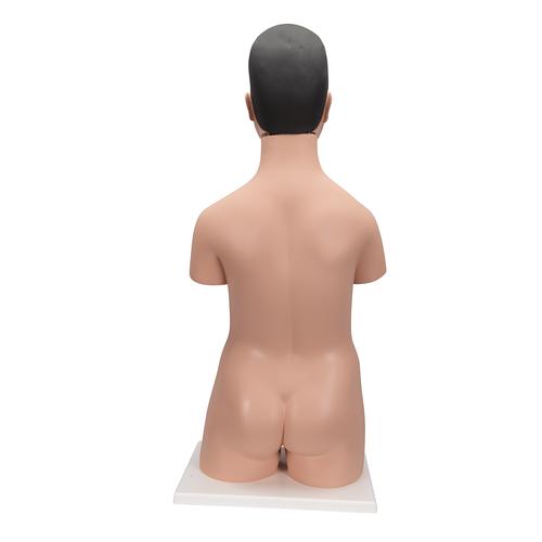 Japanisches Torso Modell, mit weiblichen & männlichen Geschlechtsorganen, 18-teilig, 1000199 [B32/4], Torsomodelle