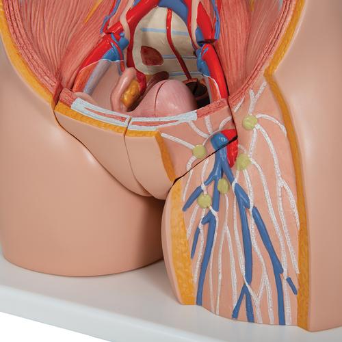 Japanisches Torso Modell, mit weiblichen & männlichen Geschlechtsorganen, 18-teilig, 1000199 [B32/4], Torsomodelle