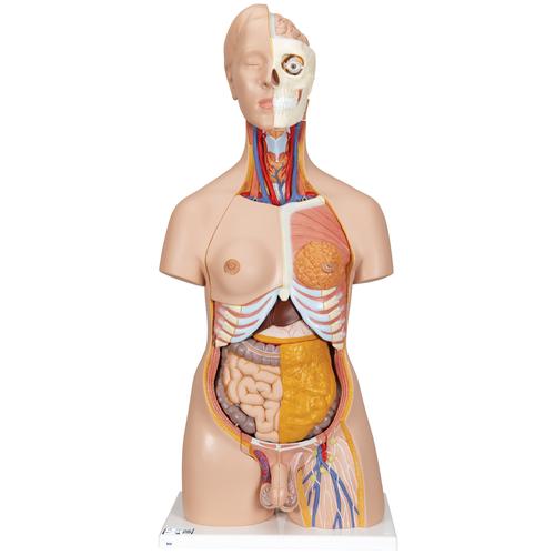 Deluxe Dual Sex Human Torso Model, 20 part, 1000197 [B32], Human Torso Models