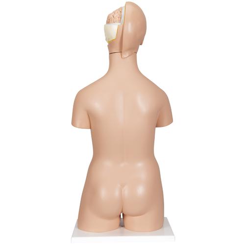 Torso bisessuato, modello di lusso, in 20 parti, 1000197 [B32], Modelli di Torso