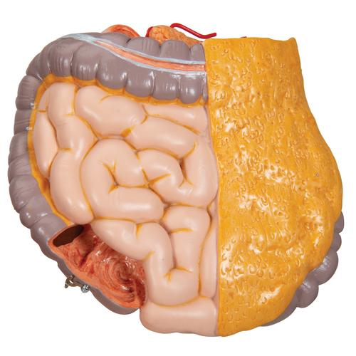 Human Torso Model Life Size Torso Model Anatomical Teaching  