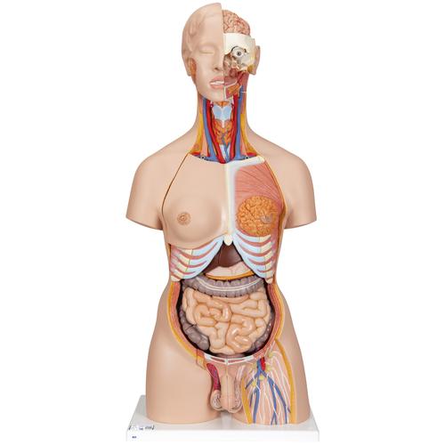 Luxus-Torso Modell, mit weiblichen & männlichen Geschlechtsorganen und mit geöffnetem Rücken, 28-teilig, 1000200 [B35], Torsomodelle