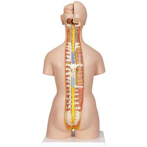 Luxus-Torso Modell, mit weiblichen & männlichen Geschlechtsorganen und mit geöffnetem Rücken, 28-teilig, 1000200 [B35], Torsomodelle