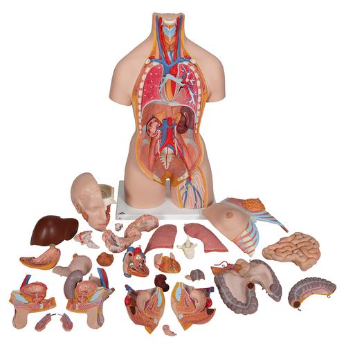 Luxus-Torso Modell, mit weiblichen & männlichen Geschlechtsorganen und mit geöffnetem Rücken, 28-teilig, 1000200 [B35], Torsomodelle