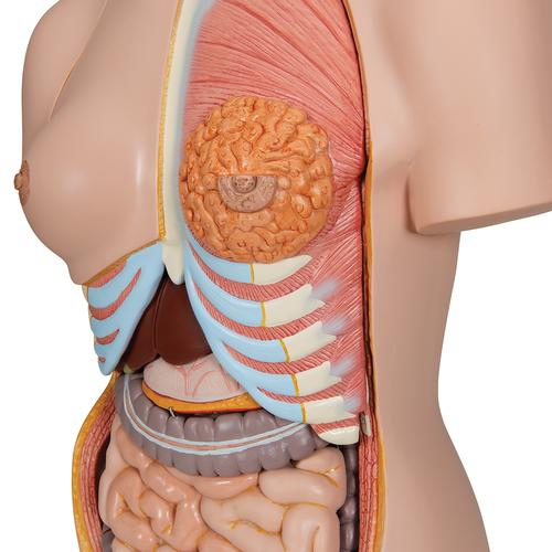 Luxus-Torso Modell, mit weiblichen & männlichen Geschlechtsorganen und mit geöffnetem Rücken, 28-teilig, 1000200 [B35], Torsomodelle