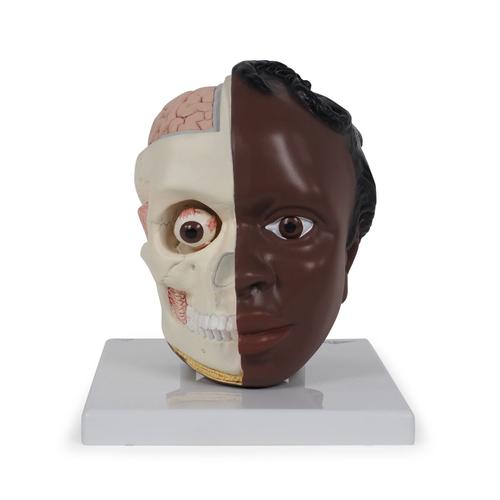 Kopfmodell, 2-teilig dunkle Hautfarbe, 1024378 [B37/1D], Kopfmodelle