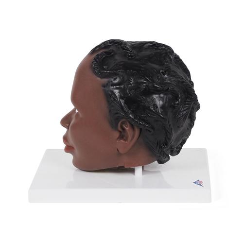Head Model, 2-part dark skin, 1024378 [B37/1D], 头模型