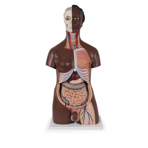 Deluxe Dual Sex Torso Model, 24 part, dark skin, 1000202 [B37], Human Torso Models