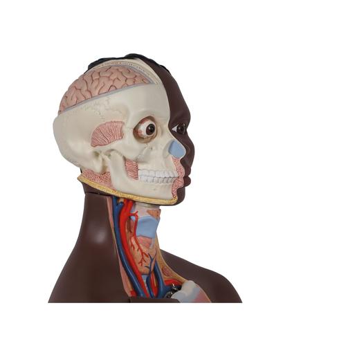 Модель торса человека торса, типа, двуполая, 24 части, темным цветом кожи, 1000202 [B37], Модели торса человека