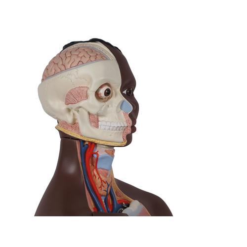 人躯干，两性，24部分 - 3B Smart Anatomy, 1000202 [B37], 躯干模型