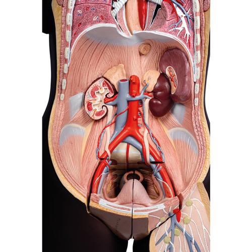 Torso Model, mit weiblichen & männlichen Geschlechtsorganen, 24-teilig - dunkle Hautfarbe, 1000202 [B37], Torsomodelle