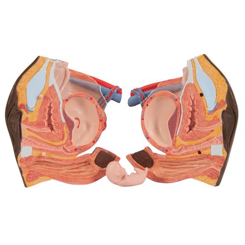 Torso Model, mit weiblichen & männlichen Geschlechtsorganen, 24-teilig - dunkle Hautfarbe, 1000202 [B37], Torsomodelle