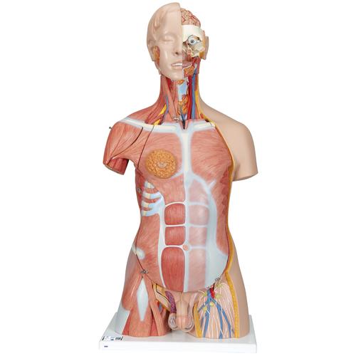 Deluxe Dual Sex Human Muscle Torso Model, 31 part, 1000203 [B40], Human Torso Models