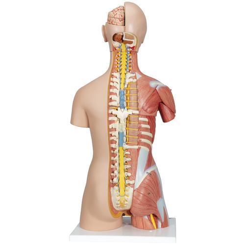 Luxus Muskel Torso Modell, mit weiblichen & männlichen Geschlechtsorganen, 31-teilig, 1000203 [B40], Torsomodelle